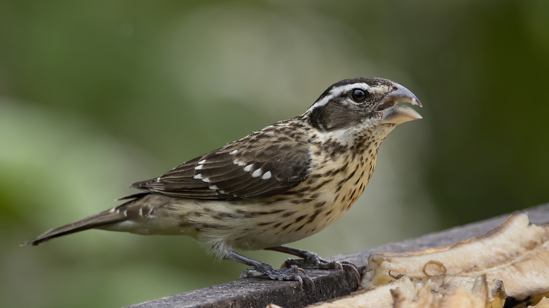 Rose-breasted Grosbeak